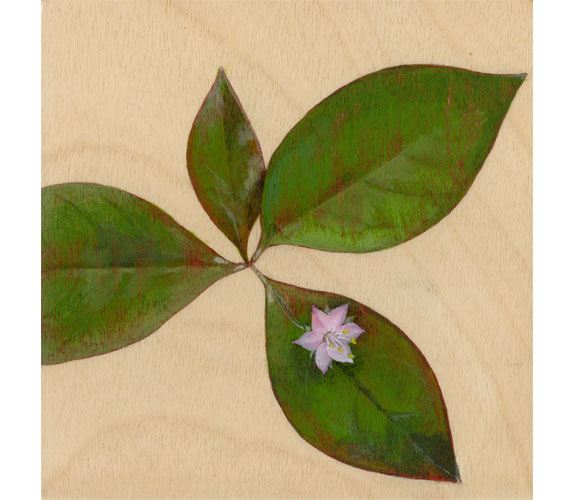 "Starflower" by Kristen Etmund